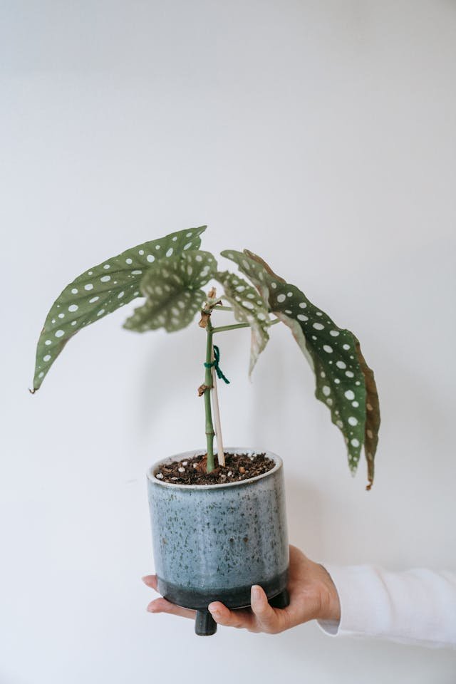 Begonia Albopicta