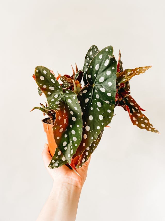 Begonia Maculata ‘Wightii’
