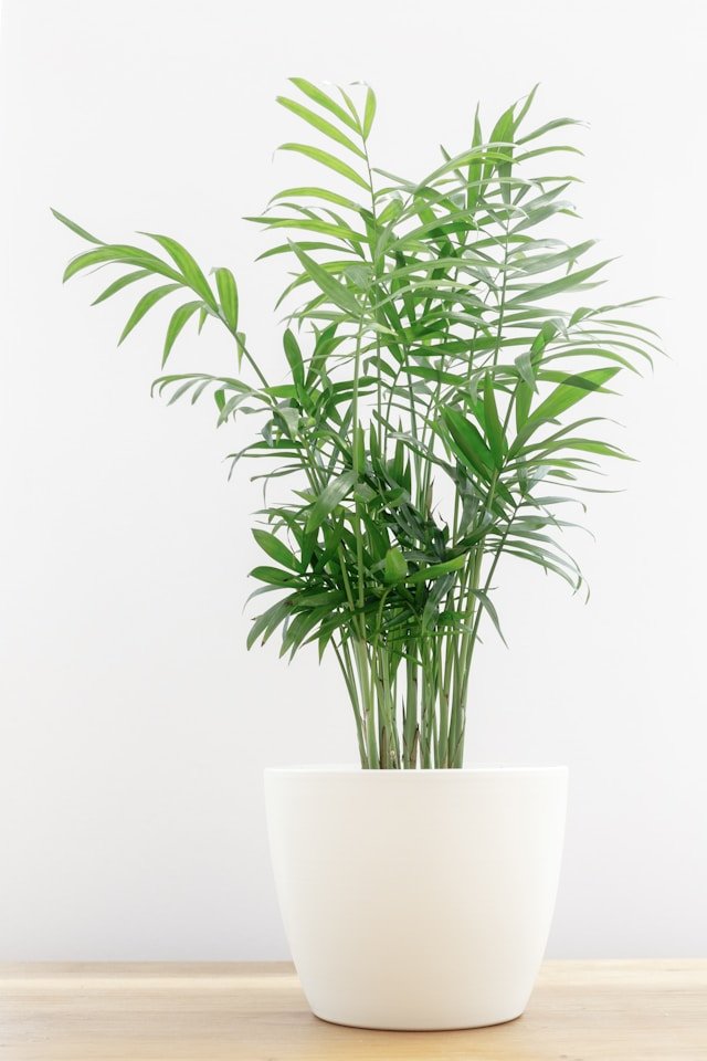 Chamaedorea Elegans