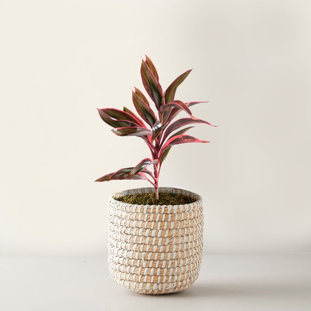 Cordyline Fruticosa