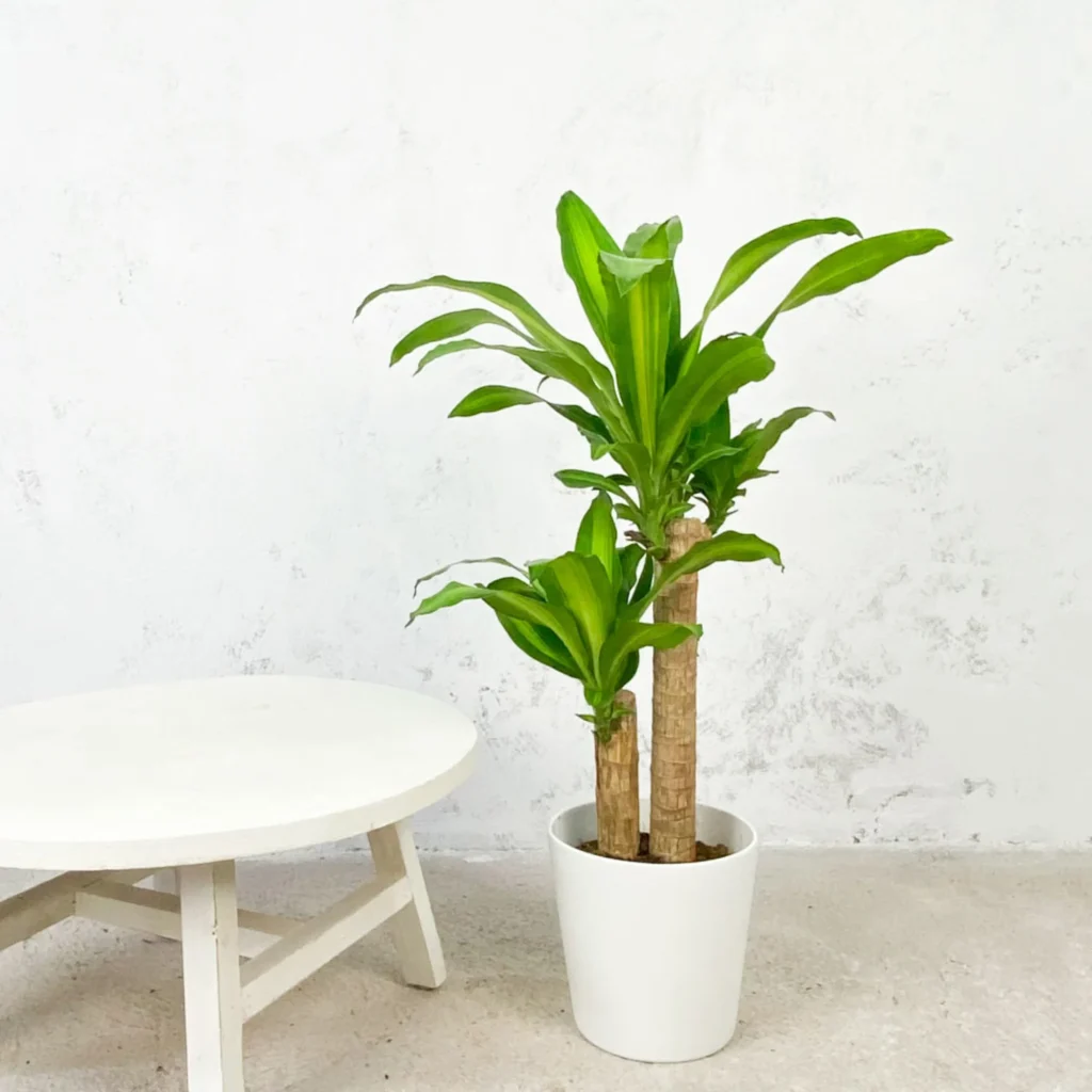 Dracaena Fragrans ‘Massangeana’