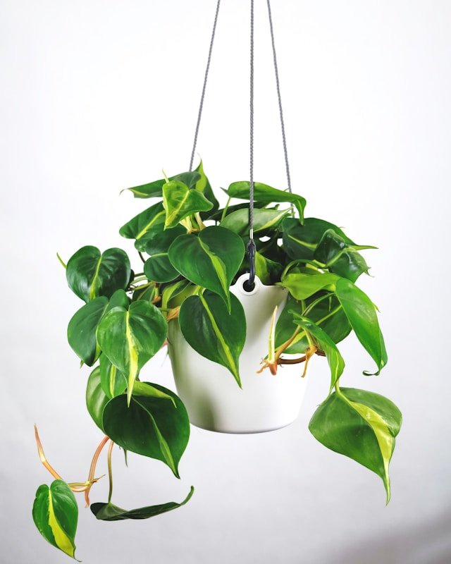 Philodendron hederaceum ‘Brasil’