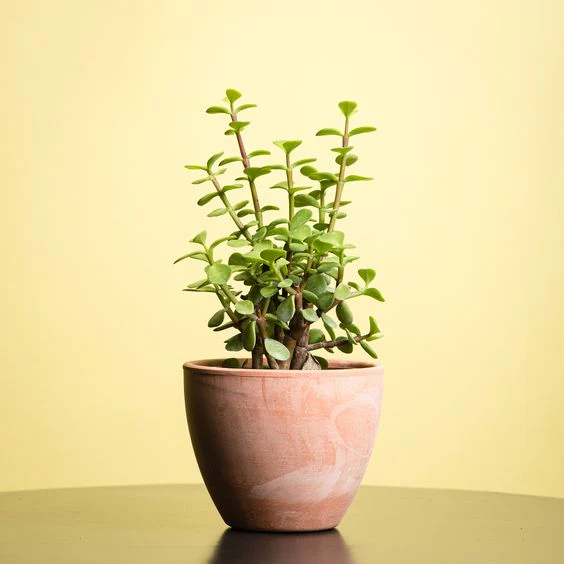 Portulacaria Afra