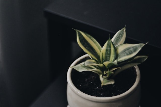 Sansevieria Golden Hahnii