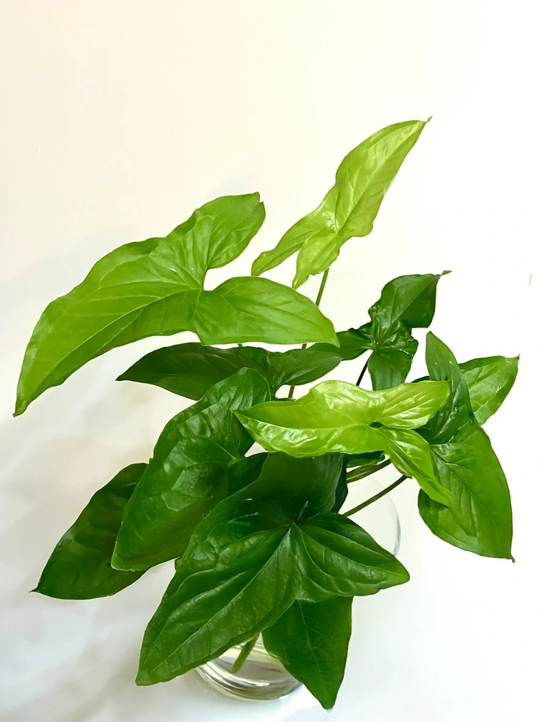 Syngonium Podophyllum ‘Green’