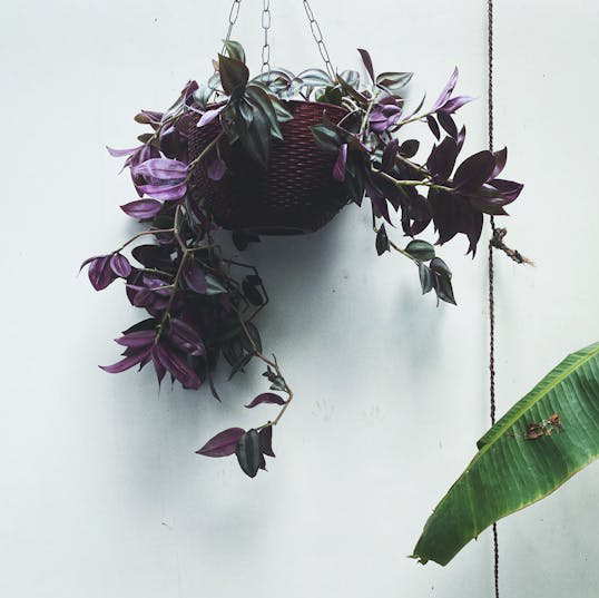 Tradescantia Zebrina