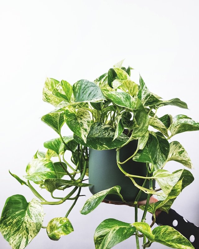 Epipremnum aureum ‘Marble Queen’